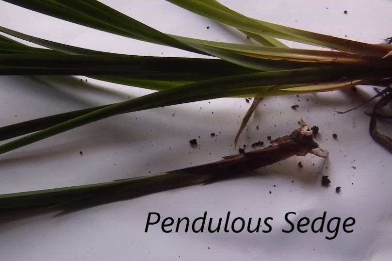Pendulous Sedge