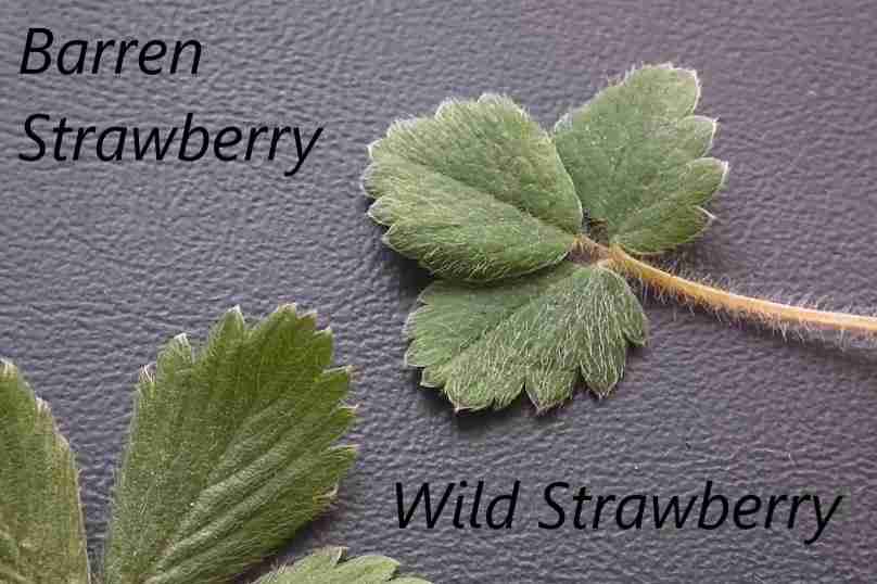 Barren Strawberry versus Wild Strawberry